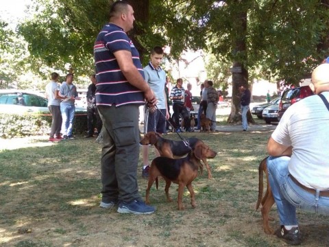 izložba