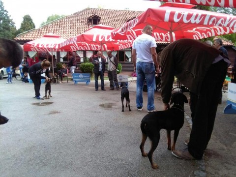 veliki psi