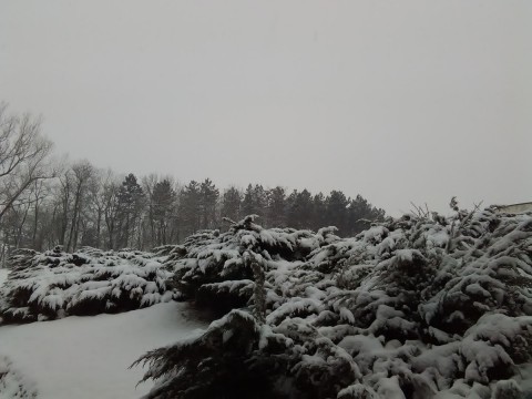 Stražica foto 31