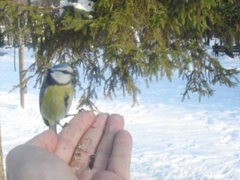 image006
