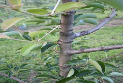 image007