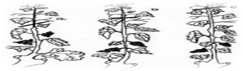 image009