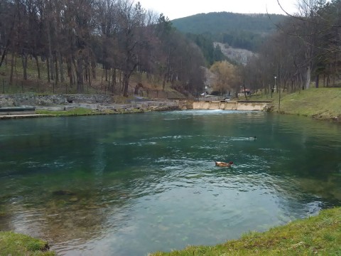 patke u ribnjaku Vodice 11 mart 18