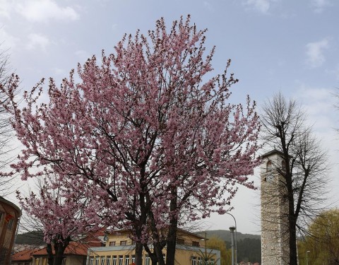 Japanska trešnja Pljevlja 4