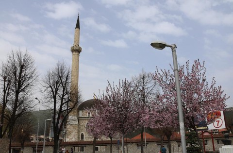 Japanska trešnja Pljevlja 5