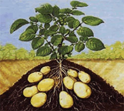image003