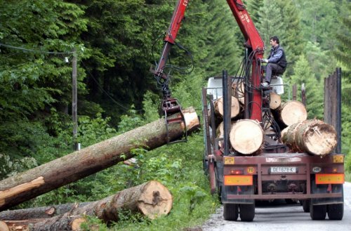Deportovano 12 građana Bosne i Hercegovine i Srbije koji su sjekli šumu u etatu „Vektre Jakić“