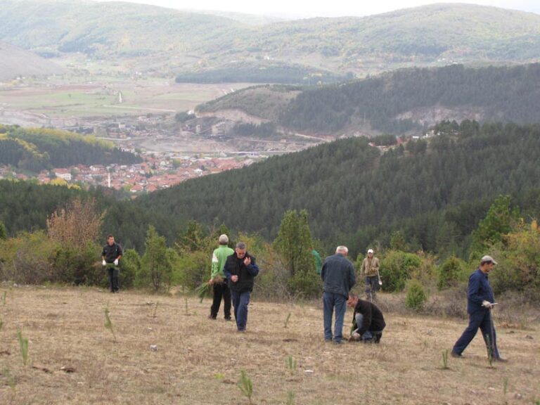 Planirano 18.000 sadnica
