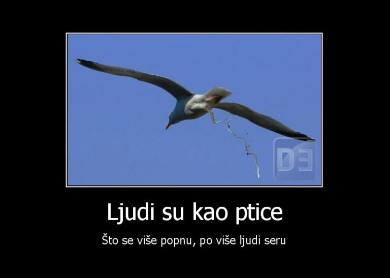 Opet me je švraka posrala