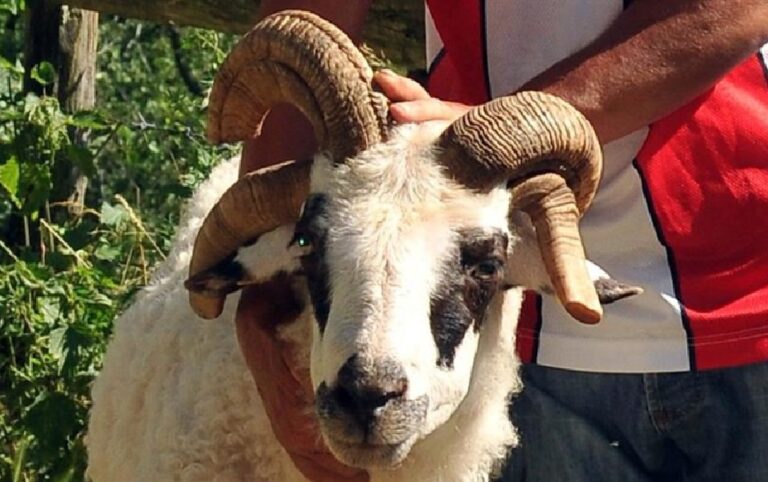 Ovnovi iz Priboja imaju četiri i više rogova