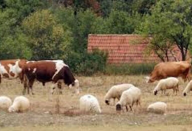 Počela vakcinacija goveda i ovaca protiv bolesti plavog jezika