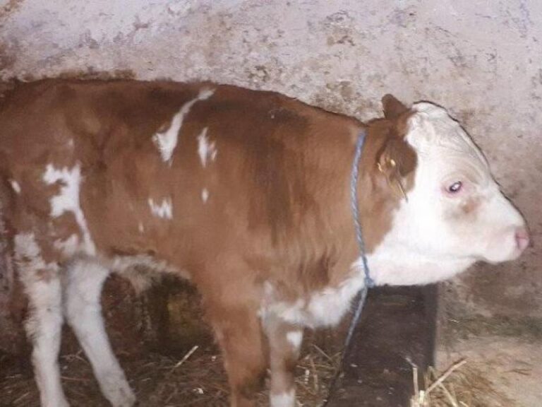 Po kilogramu žive mjere 3,4 eura