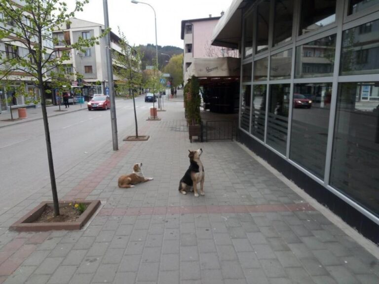 Restorani zatvoreni pa i psi lutalice gladuju
