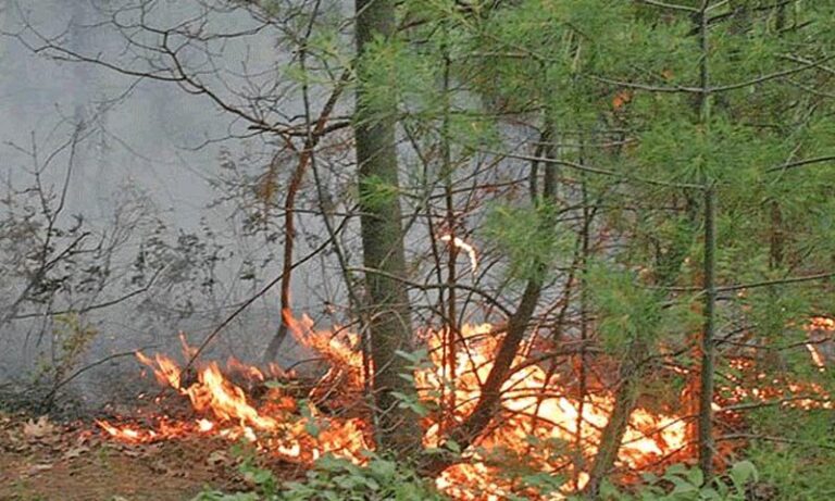 Gorela četinarska šuma na području Boljanića