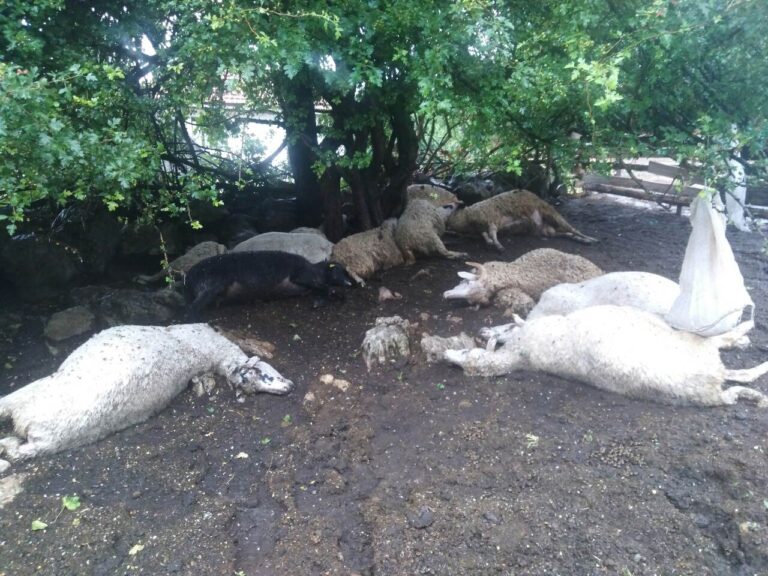 Milojku Goju Jaševiću iz Velikih Krća grom ubio 13 ovaca