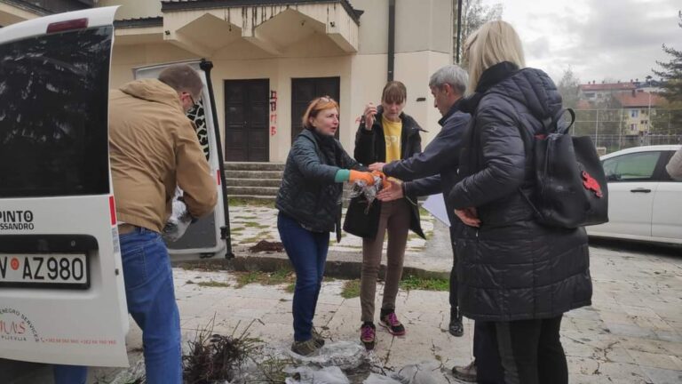 Besplatno podjeljeno 250 sadnica Đulber ruža